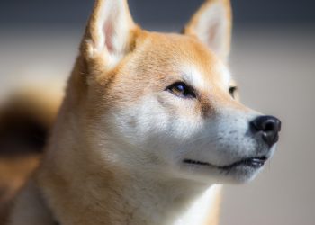 Metaverse của Shiba Inu sẽ đưa ra hơn 100 nghìn lô đất