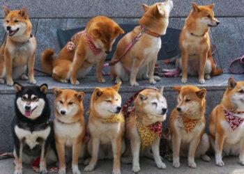 Coin rác như “nấm mọc sau mưa” hậu bài đăng Halloween của Elon Musk