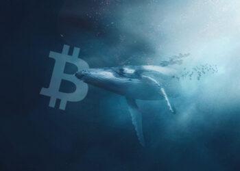 Tốc độ bán tháo Bitcoin của “cá voi” trong tháng 11/2022 lập kỷ lục mới